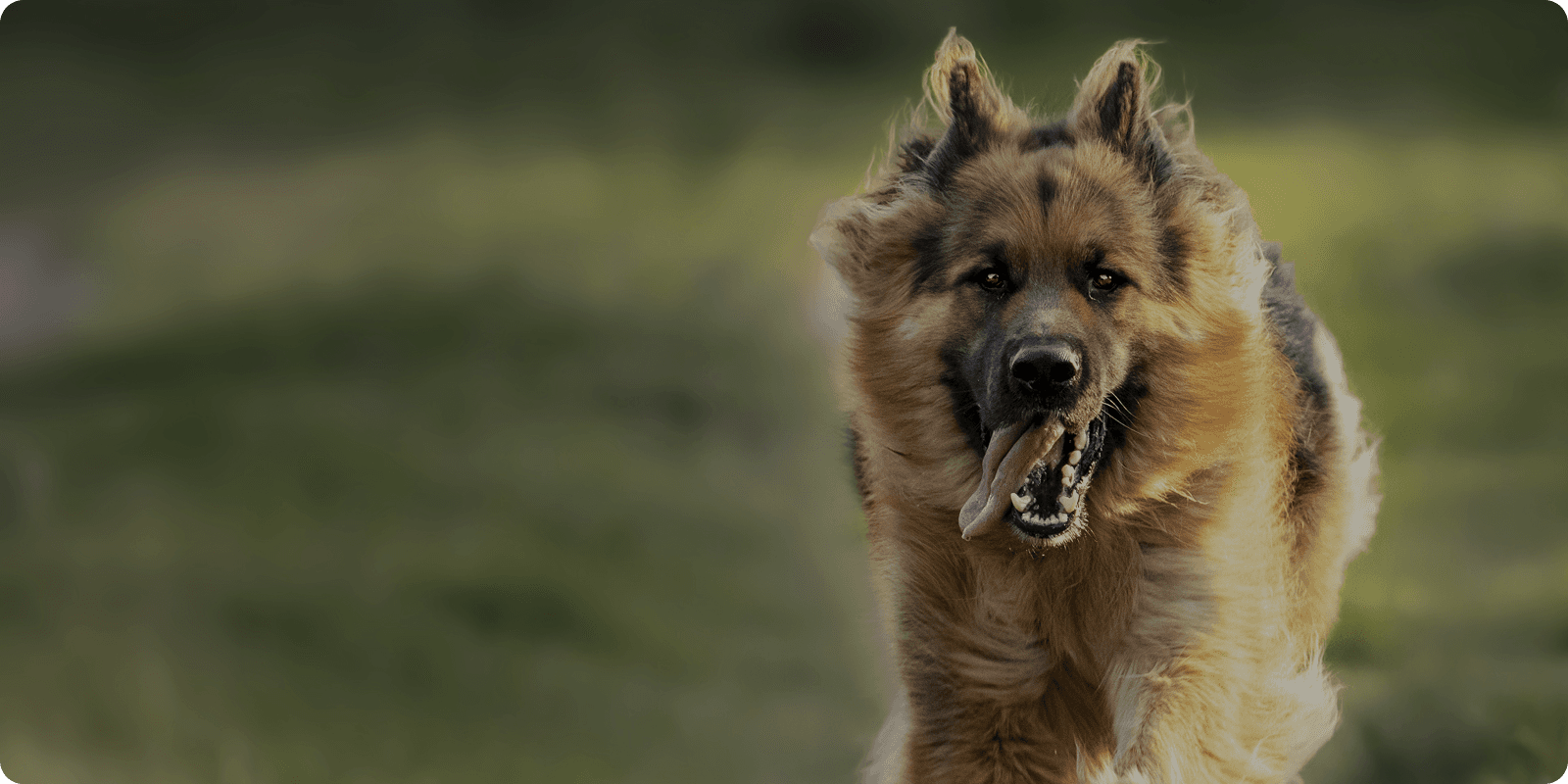 Background Dog