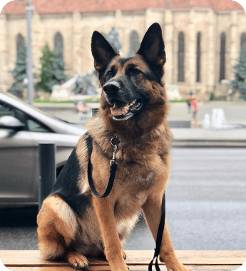 Dog looking up