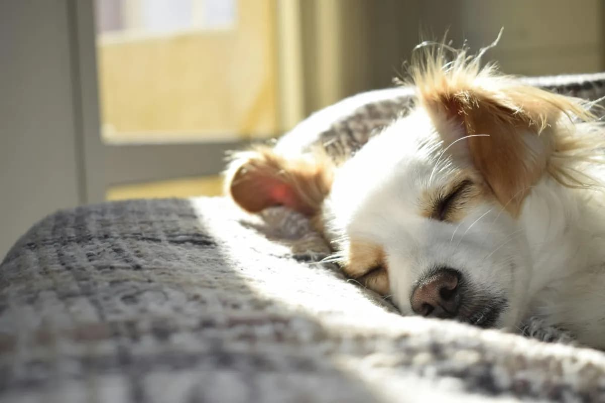 Sleeping pet