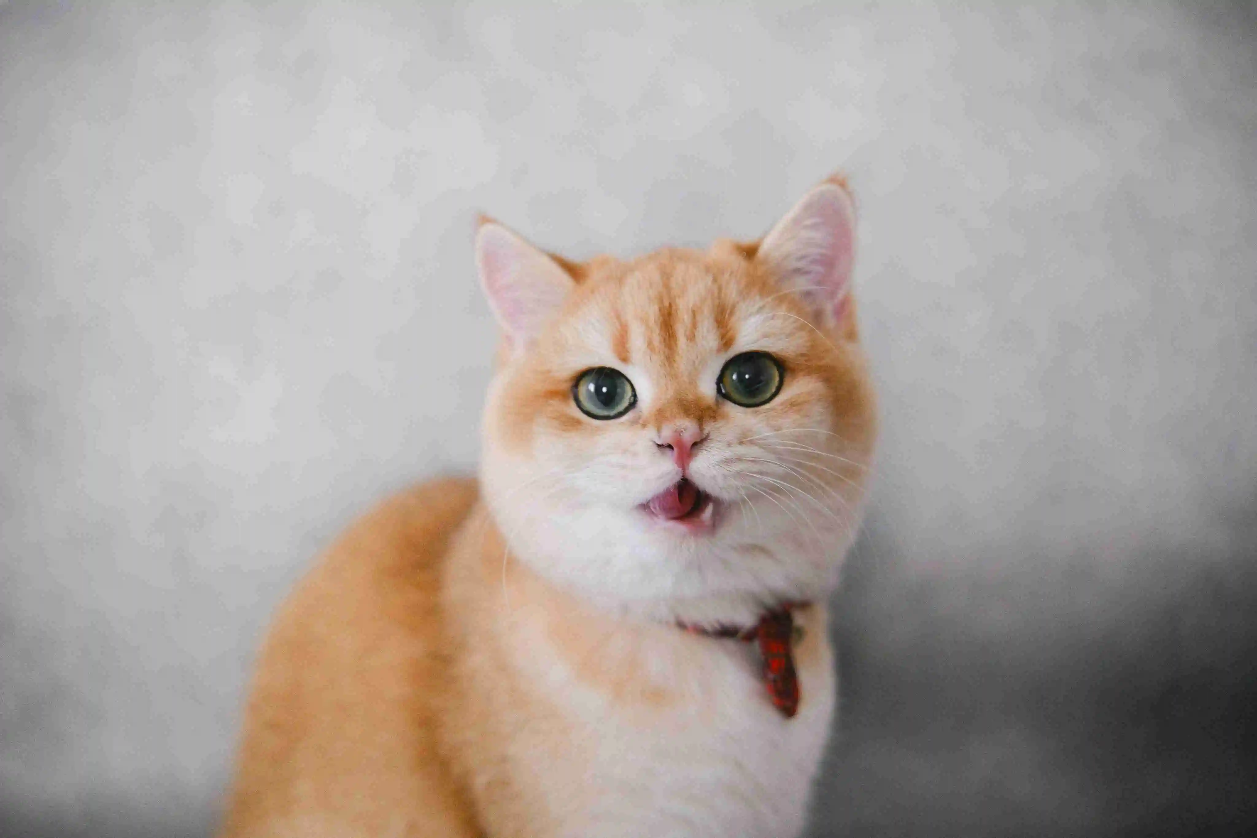 Orange cat with green eyes